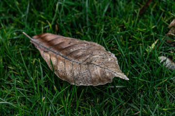 Withered leaf in the grass