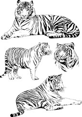 set of vector drawings on the theme of predators tigers are drawn by hand with ink tattoo logos	