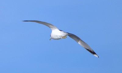 Seagull