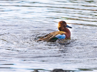 RARE Cinnamon Teal, Anas cyanoptera, wintering in Hawaii