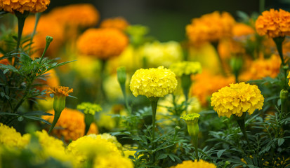 yellow flowers in the garden