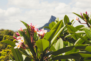 flowers and blue sky