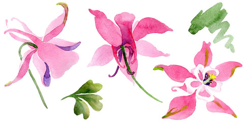 Red aquilegia floral botanical flower. Watercolor background illustration set. Isolated aquilegia illustration element.
