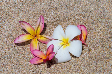 tropical flowers on the beach