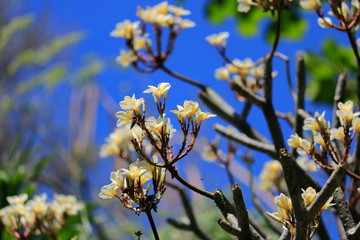 Plumeria flowers on the trees in autumn, with a blue sky backdrop.