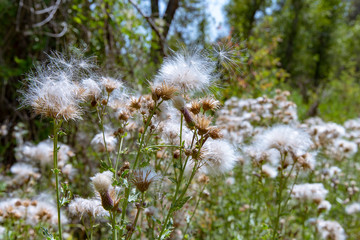 Dandelion Field