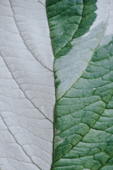 The texture of a green white leaf with veins is similar to the skin of reptiles. Contrast light.
