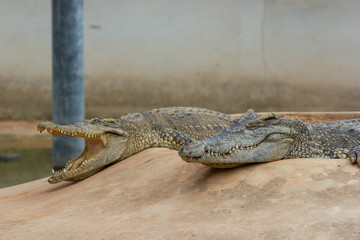 Two Crocodile lying on the mouth relaxing on stone near the water 