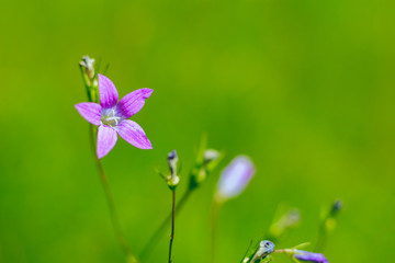 Blooming bud of wild flower bell on a green background