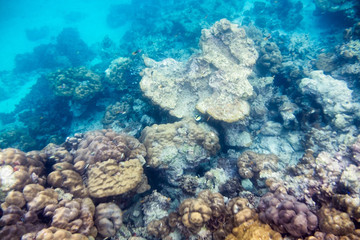 Fototapeta na wymiar Underwater reef stone and sea life in ocean