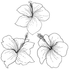 Vector Hibiscus floral tropical flowers. Black and white engraved ink art. Isolated hibiscus illustration element.