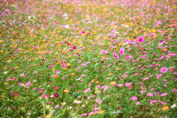 Colorful cosmos field blooming