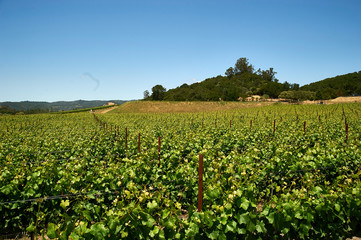 Fototapeta na wymiar vineyards in the spring