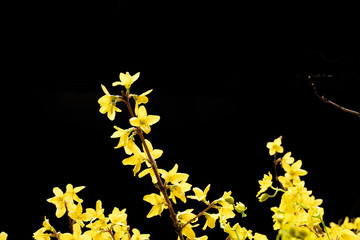 フラワーアレンジメントの今