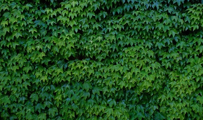 Fototapeta na wymiar green leaves texture background