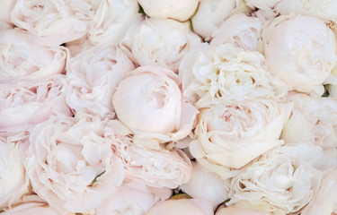peonies of soft pink color close up