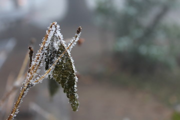 de invierno