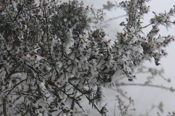 nieve