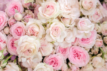 Obraz na płótnie Canvas soft color roses close up