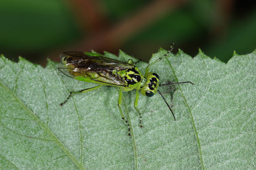 16.06.2018 DE, RLP, Mosel, Leiwen, Dhrontal Grne Blattwespe Rhogogaster viridis