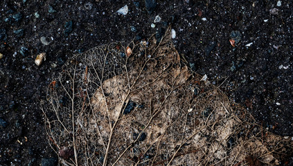 Autumn leaf on a road