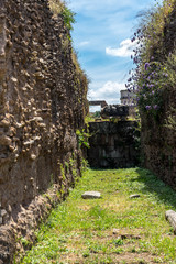 Fototapeta na wymiar Italy, Rome, Roman Forum, birds on green grass