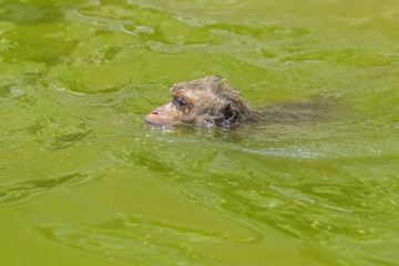 Portrait a monkey swimming in the pond with green water background.