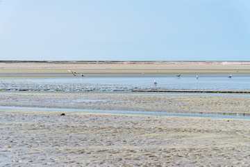A flock of seagulls in the bay at low tide