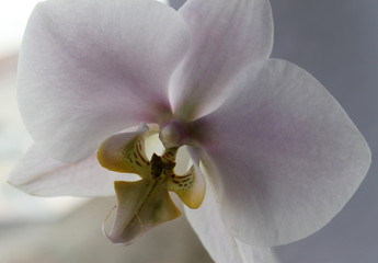 Pink Phalenopsis orchid close up, summer flower