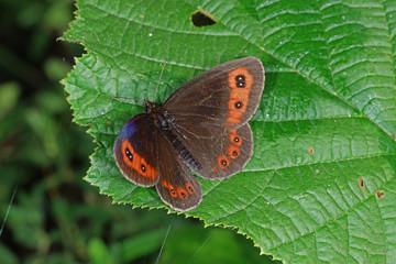 15.07.2018 DE, NRW, Nettersheim, Schmetterlingspfad Graubindiger Mohrenfalter Erebia aethiops