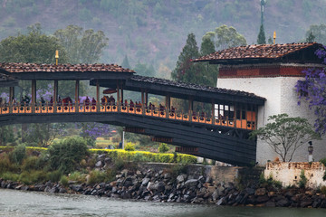 The beautiful Dzong of Punakha shining in the monsoon glory with purple trees to compliment.