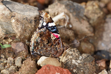 17.06.2018 DE, RLP, Mosel, Leiwen, Dhrontal Admiral Vanessa atalanta (LINNAEUS, 1758)