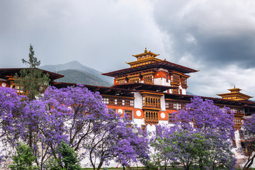 The beautiful Dzong of Punakha shining in the monsoon glory with purple trees to compliment. - 253239172