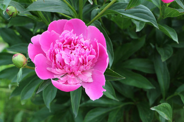 Pink peony in the summer garden