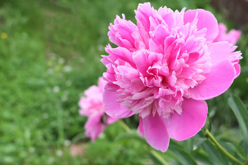 Pink peony in the summer garden