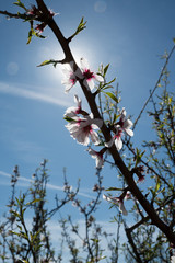 arbre en fleurs dans le soleil