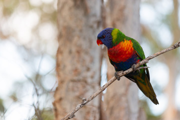 rainbow lorikeet perching in paper trees branch