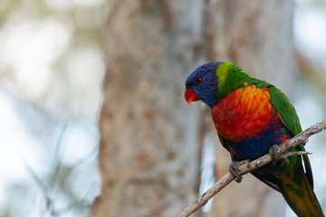 rainbow lorikeet perching in paper trees branch