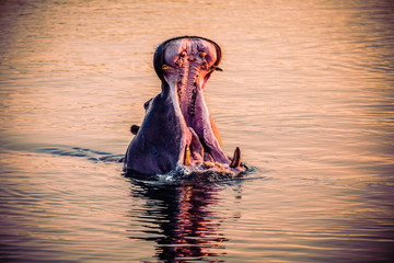 Fototapeta premium African Hippo