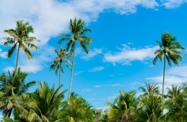 Fototapeta na wymiar Coconut tree against blue sky and white clouds. Summer and paradise beach concept. Tropical coconut palm tree. Summer vacation on the island. Coconut tree at resort by the tropical sea on sunny day.