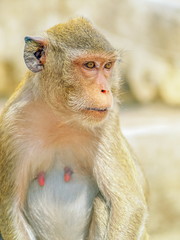 Fototapeta premium Portrait side face of mammal monkey resting on the ground with nature blurred background.