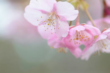 春の花　カワズザクラ