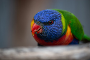 rainbow lorikeet eating seed on a branch close up head shot