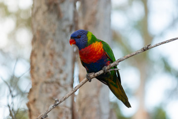 rainbow lorikeet perching in paper trees branch