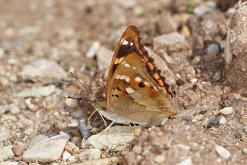 17.06.2018 DE, RLP, Mosel, Leiwen, Dhrontal Kleiner Schillerfalter Apatura ilia ([DENIS & SCHIFFERMšLLER], 1775)