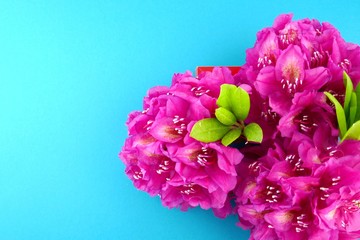 Rhododendron flower. Flower  frame.Flower card.A bouquet of bright pink rhododendron on a  blue background.Mothers Day. International Women's Day.