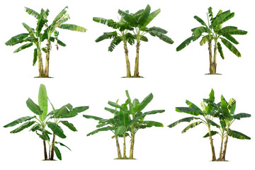 Banana trees collection isolated on a white background for garden design.