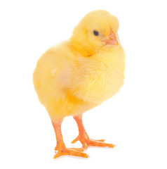 Cute little chicken isolated on white background