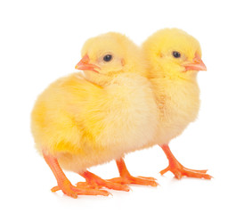 chicks in front of white background.