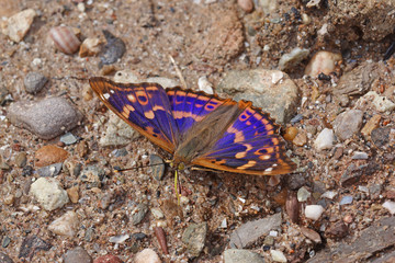 17.06.2018 DE, RLP, Mosel, Leiwen, Dhrontal Kleiner Schillerfalter Apatura ilia ([DENIS & SCHIFFERMšLLER], 1775)